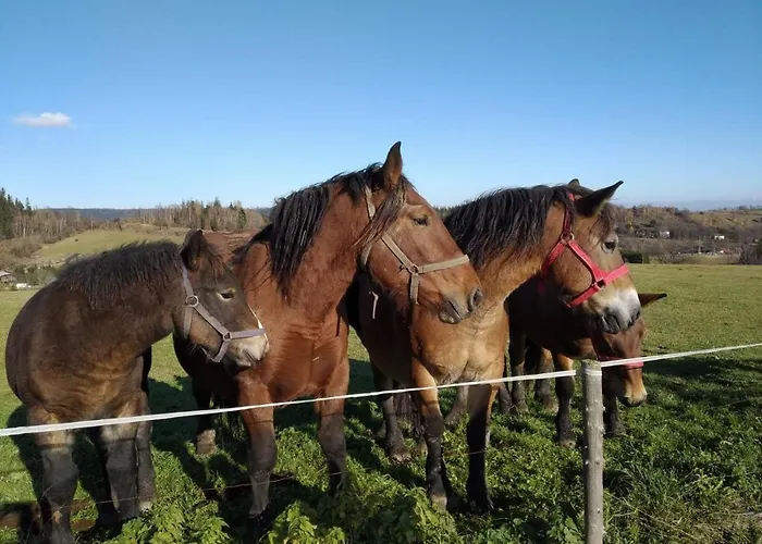 Dom wakacyjny Słoszów 3